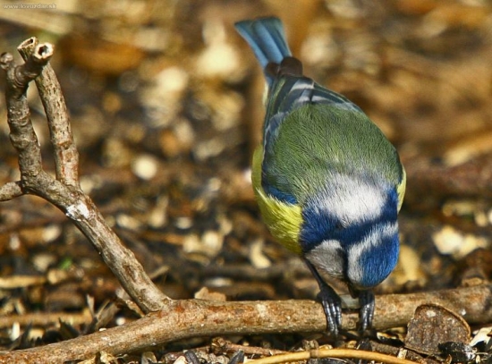 ,,trápim sa so semienkom,,