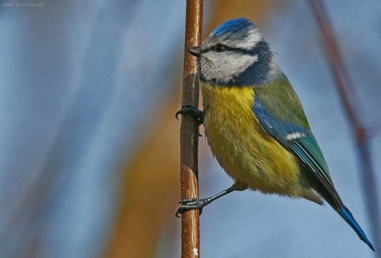 ,,už sa netrápim,,