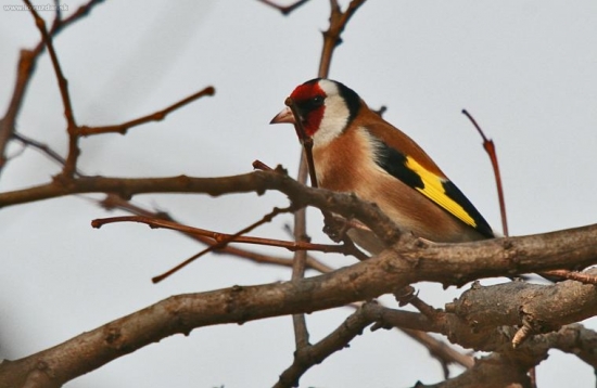 Carduelis