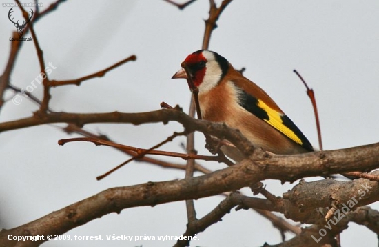 Carduelis