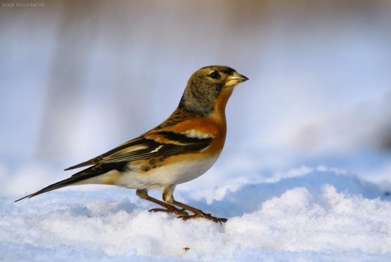 (Fringilla montifringilla)