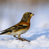 (Fringilla montifringilla)