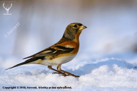 (Fringilla montifringilla)