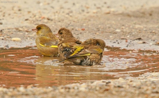 Treba sa okúpať,prichádza jar