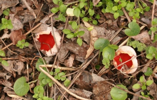 ked niekto vie čo je to zač,prosím nech napíše