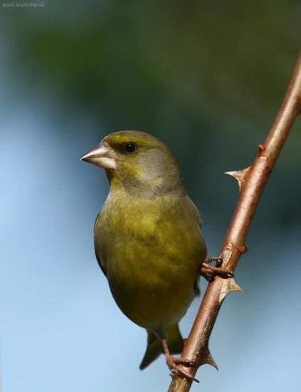 (Carduelis sinica)