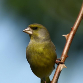 (Carduelis sinica)