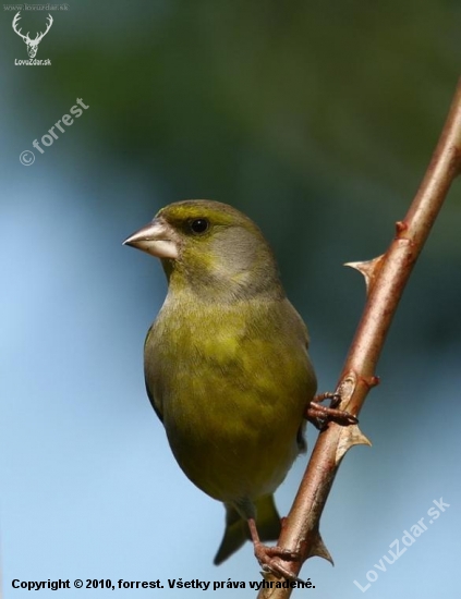 (Carduelis sinica)
