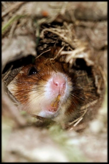 Ani škrečok nevydržal