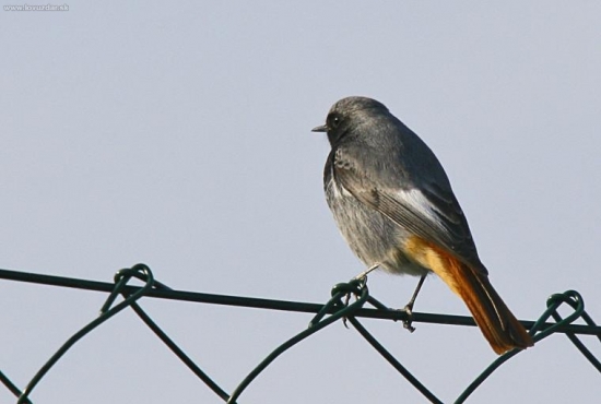 teraz sa to podarilo z blízka