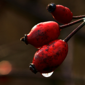 Rosa canina