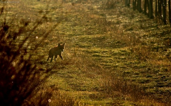 líška na úteku