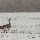 Drop fúzatý - sliepka