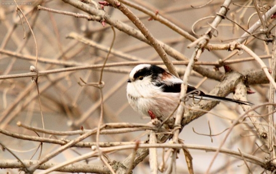 mlynárka dlhochvostá