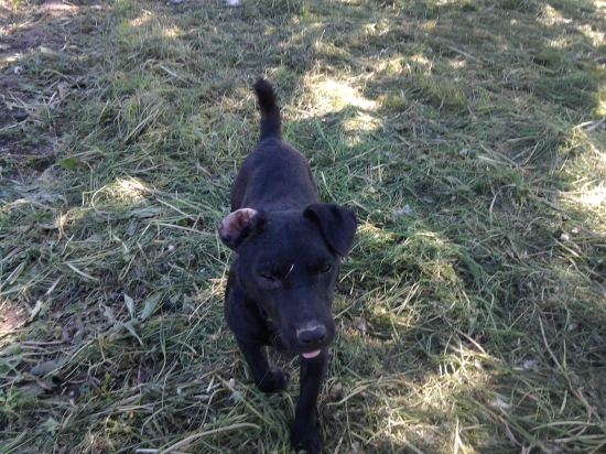 kamos ATO...patterdale terier