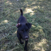 kamos ATO...patterdale terier