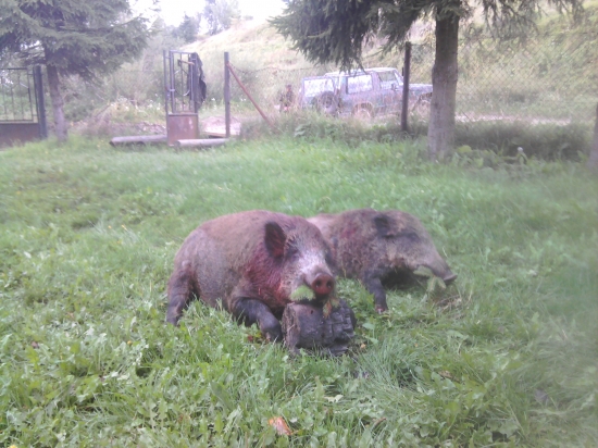 dnesny uspech..otcov a kamaratov diviak
