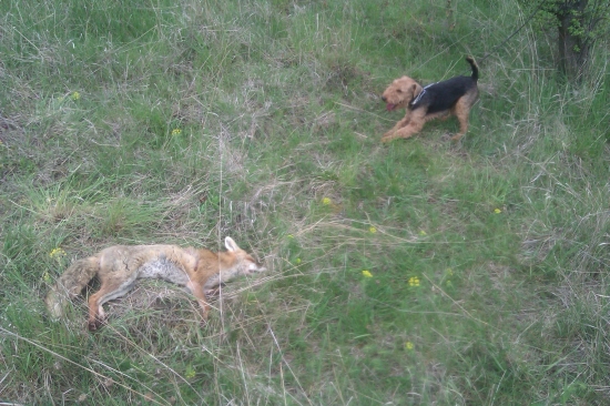 Brut si vyňuchal líšku