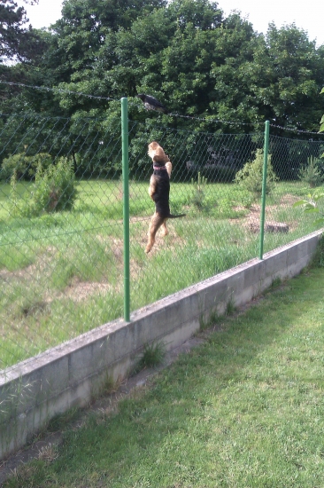 Ja tu vranu dostanem