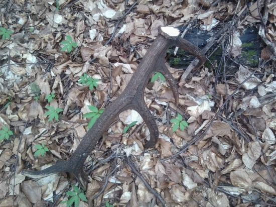 dnešná prechádzka