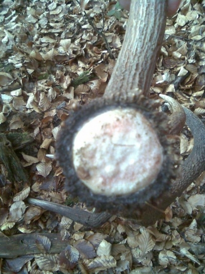 asi bol dost ,,čerstvý,,