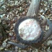 asi bol dost ,,čerstvý,,