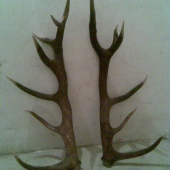 tohtoročny 14-torak