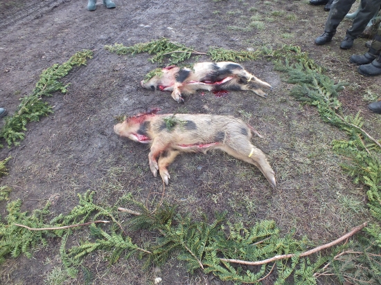 Štefanská poľovačka