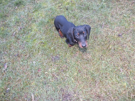 Jazvečík krátkosrstý