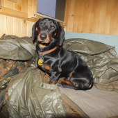 Ares na posede