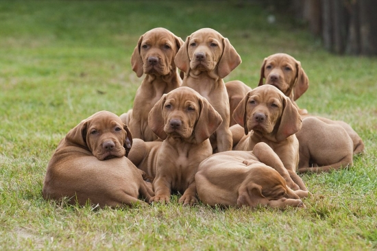 kupa volných maďarů hledajících majitele