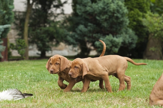 první vystavování