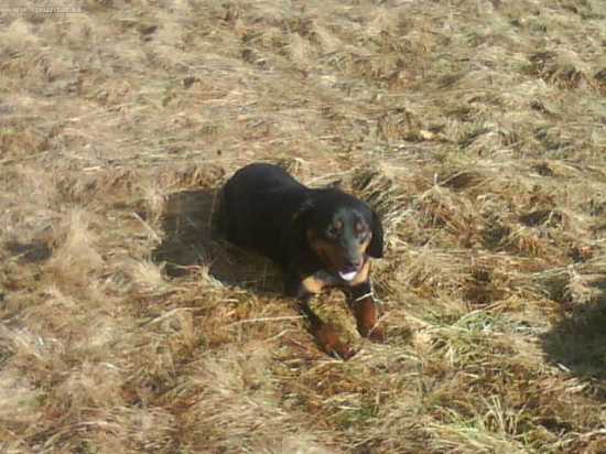 starkeho psiik .... kopov