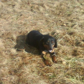 starkeho psiik .... kopov