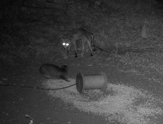 Korisť versus predátor