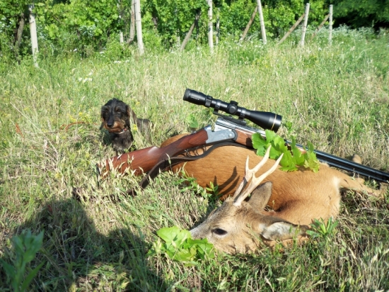 Komandlovský srnec z buriny...