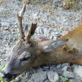 Otcová dnešná raritka - detail