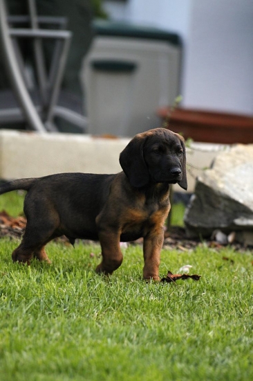 ARON spod Vlčieho kůtu-nový kamarád a budoucí kolega