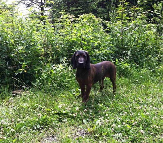 ARON spod Vlčieho kůtu 4 měsíce