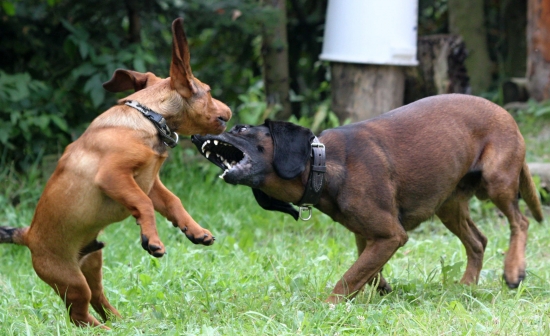 Barvář vs. Braka --- mladý vs. starý