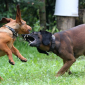 Barvář vs. Braka --- mladý vs. starý