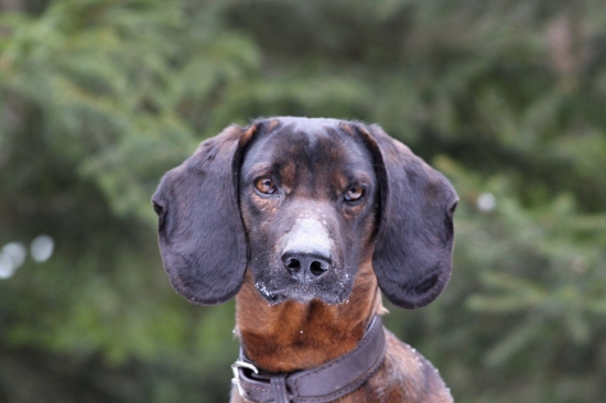 Hledej jelena... :-)