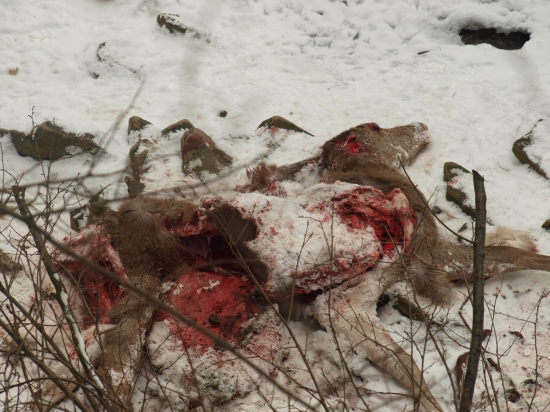 vlci  priamo vdedine