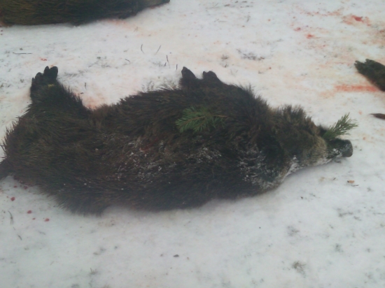 Spoločná poľovačka na diviaky