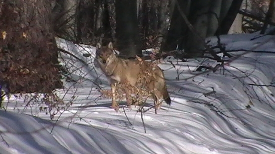 dnešné stretnutie s vlckom
