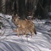 dnešné stretnutie s vlckom