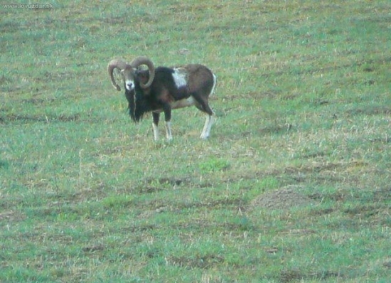 fotené mobilom cez ďalekohľad..