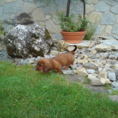 Náš nový člen rodiny