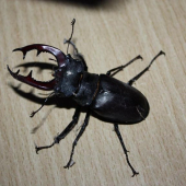 Roháč