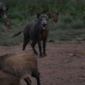 divočáci na krmení